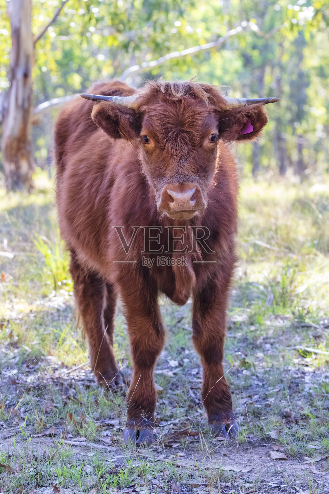 一头好奇而静止的年轻牛在看着镜头照片摄影图片