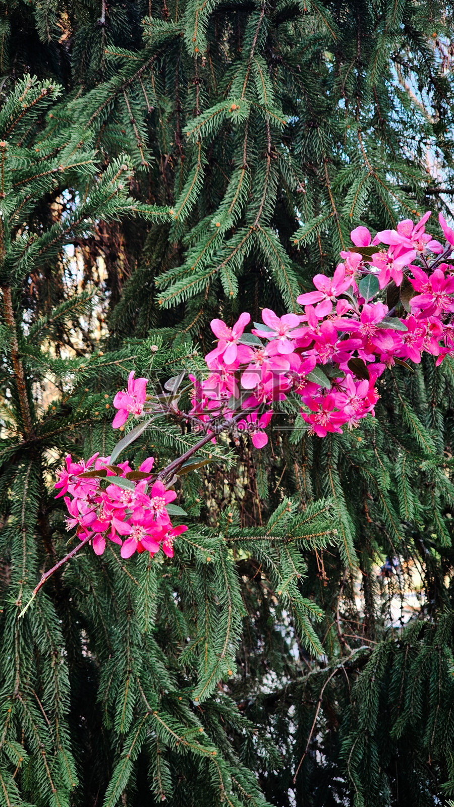 四月公园里盛开的鲜艳粉色花树照片摄影图片