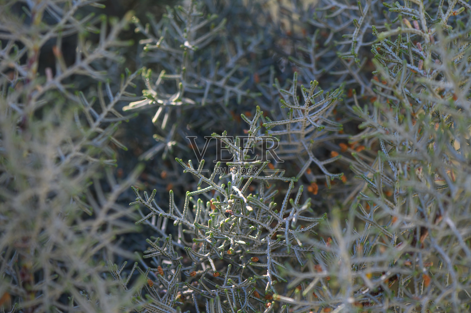 郁郁葱葱的绿意在充满植物生命和质感细节的生动自然环境中捕捉阳光照片摄影图片