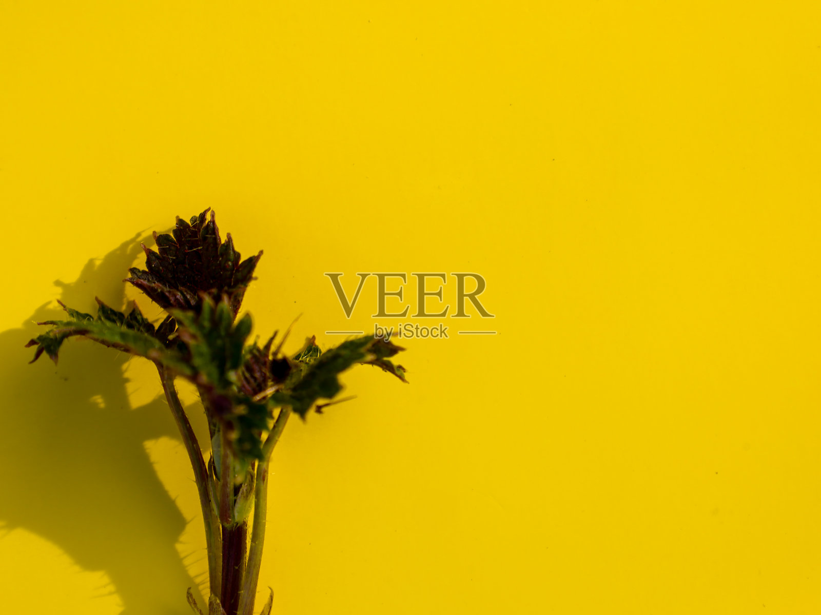 一株年轻的荨麻植物，深绿色的叶子衬托在明亮的黄色背景下。色彩对比突显了叶子和茎的纹理。照片摄影图片