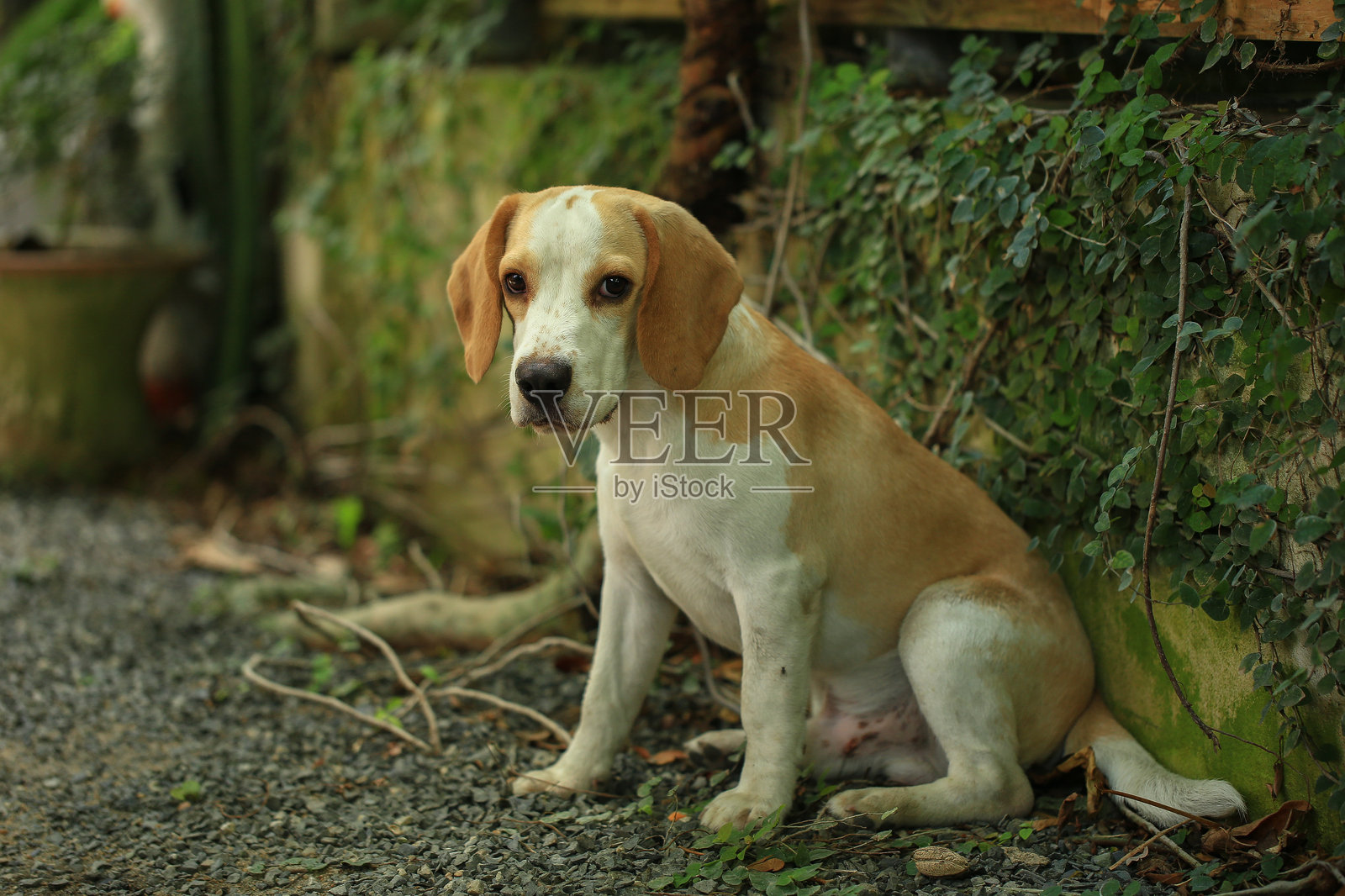 可爱的比格犬肖像，年轻的棕色比格犬。选择性对焦。照片摄影图片