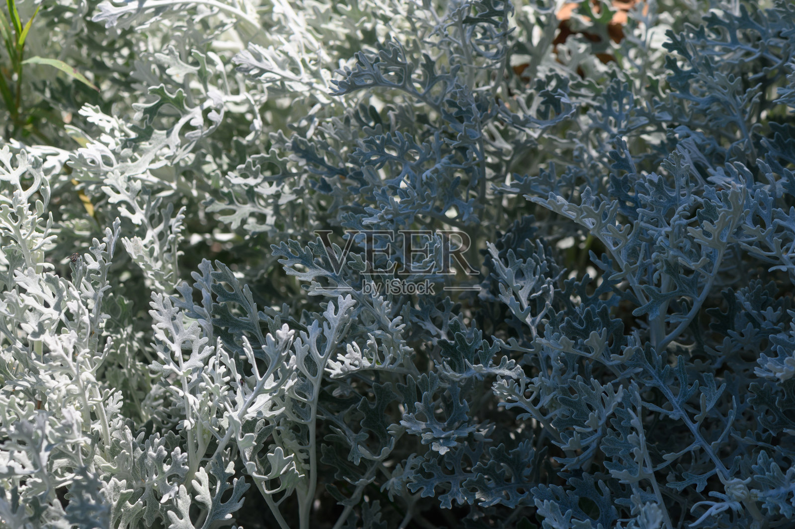 在温暖的下午阳光下，探索银色叶片的细腻纹理于花园中照片摄影图片