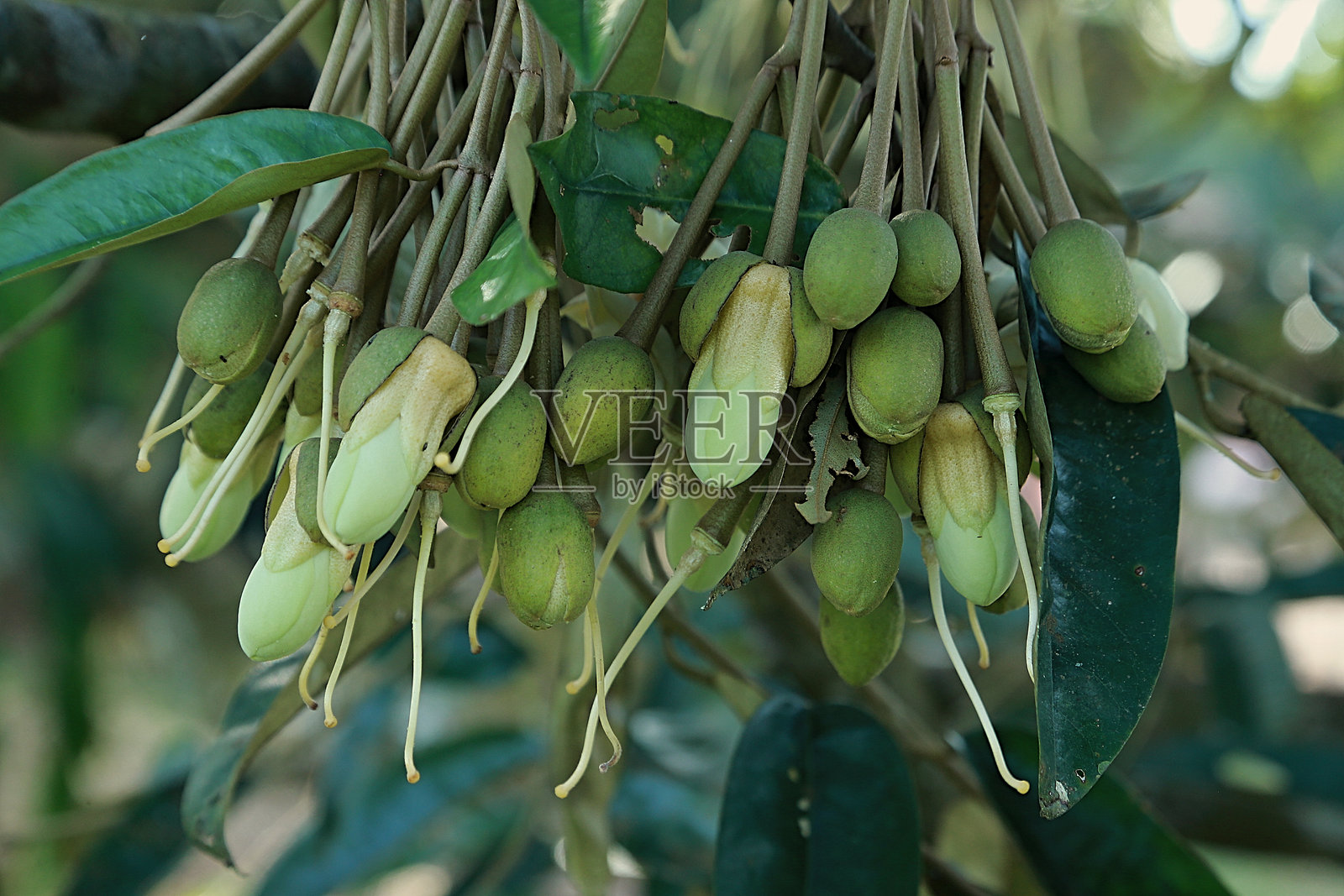 食品与工业照片摄影图片