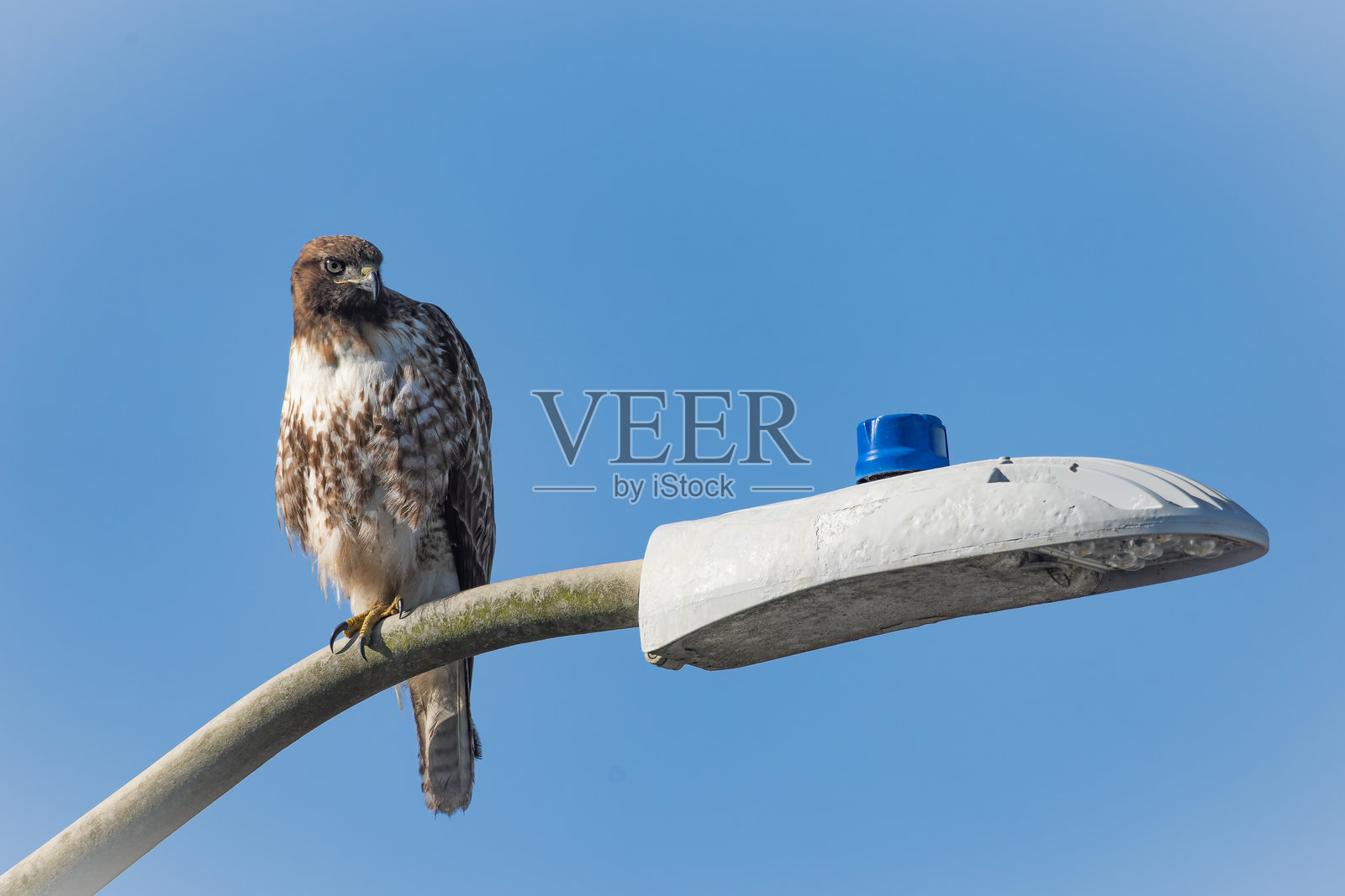 红尾鹰照片摄影图片