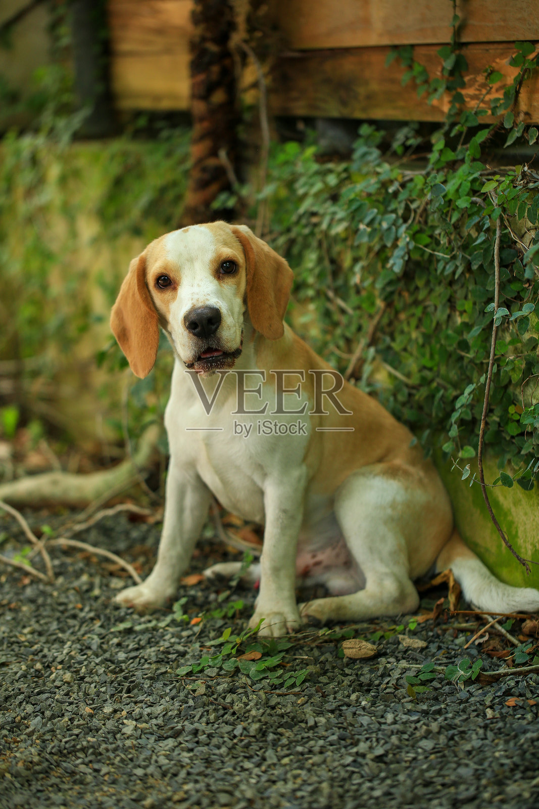 可爱的比格犬肖像，年轻的棕色比格犬。选择性对焦。照片摄影图片