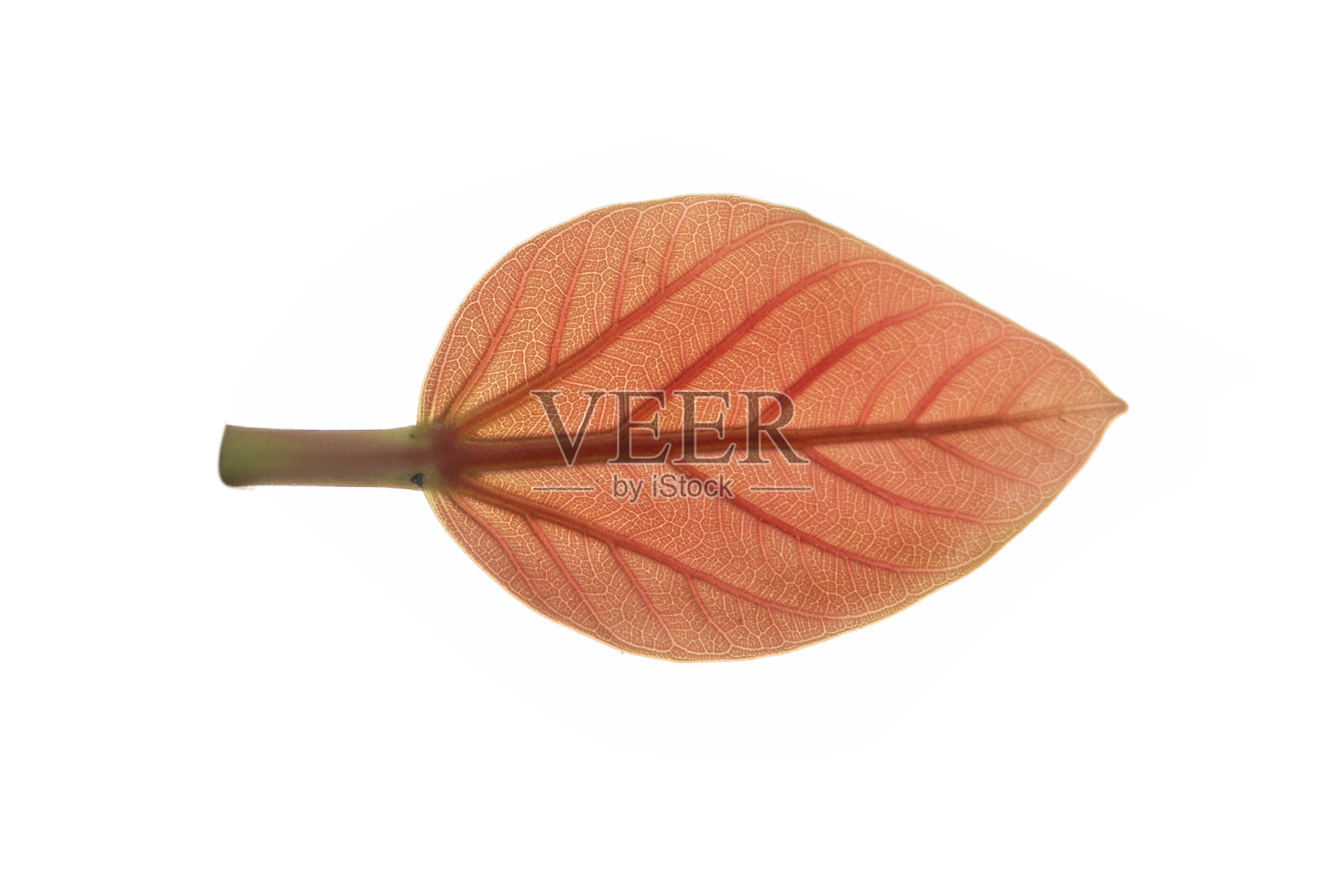 榕树（Ficus benghalensis）叶子孤立在白色背景上。自然绿色叶子照片摄影图片