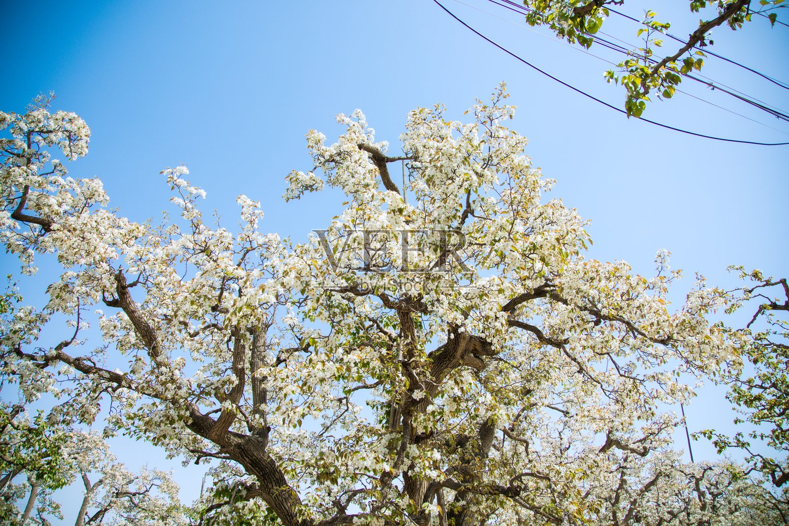甘肃省兰州市皋兰县的四川古梨园 - 白色梨花特写照片摄影图片