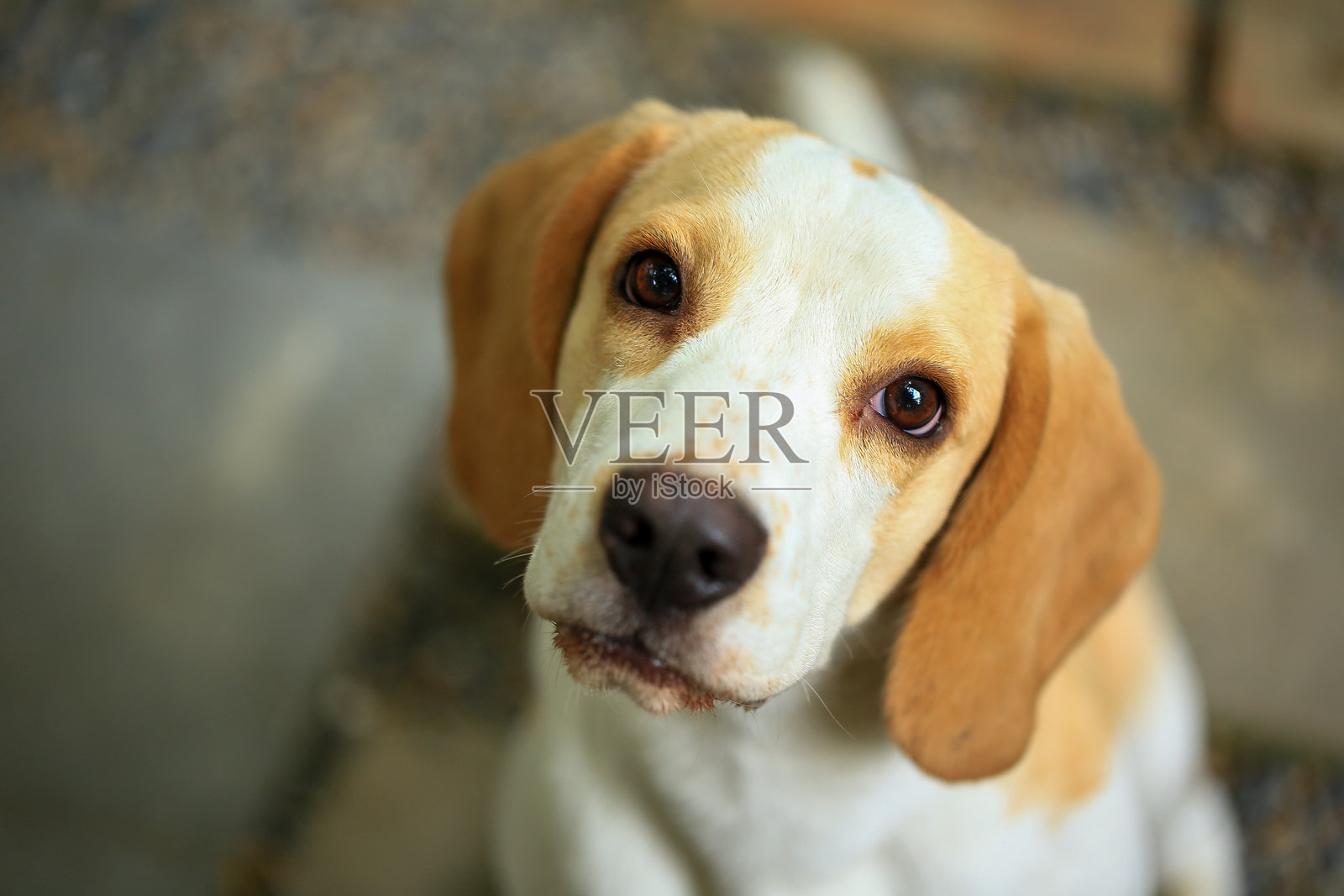 可爱的比格犬肖像，年轻的棕色比格犬。选择性对焦。照片摄影图片