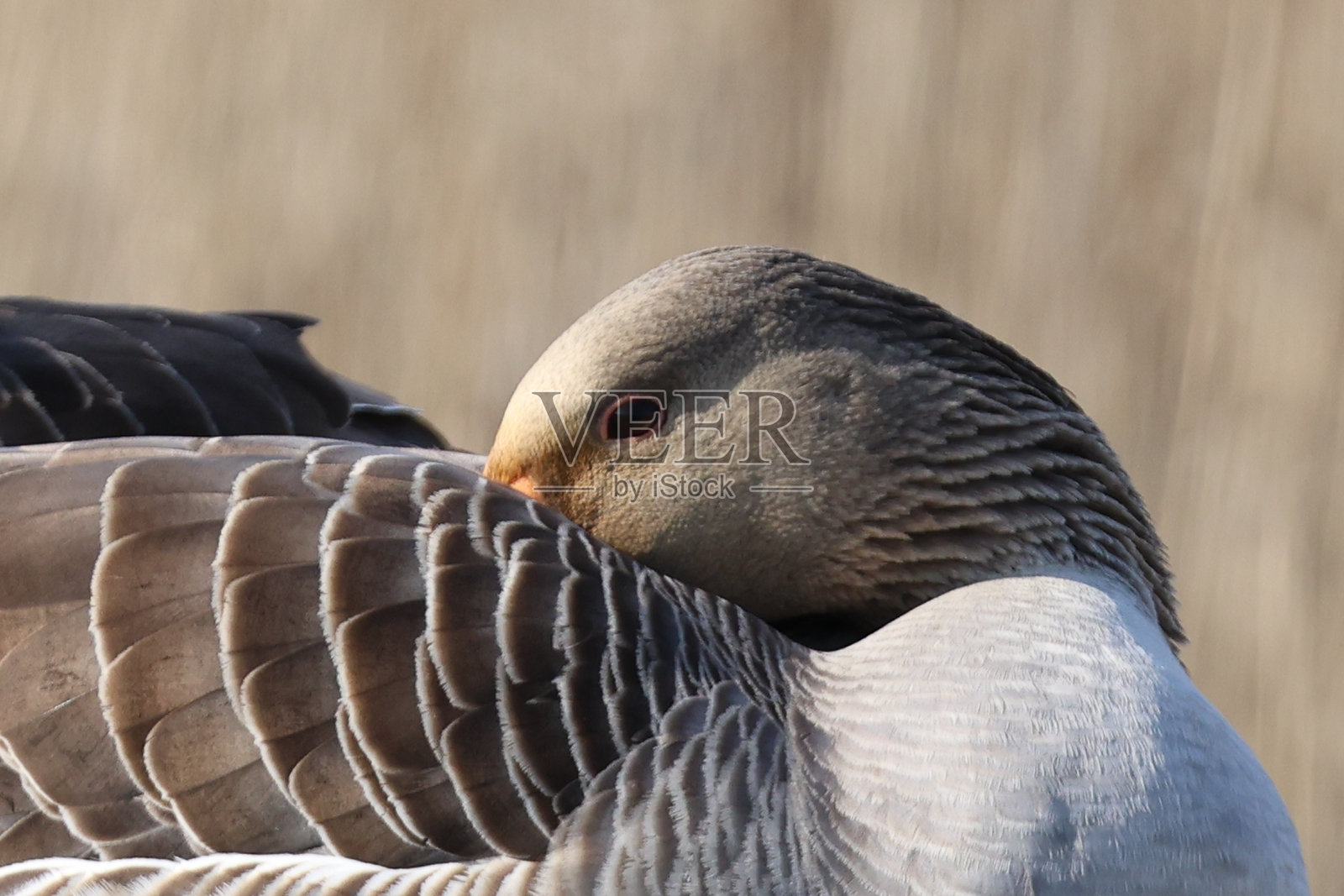 灰雁照片摄影图片