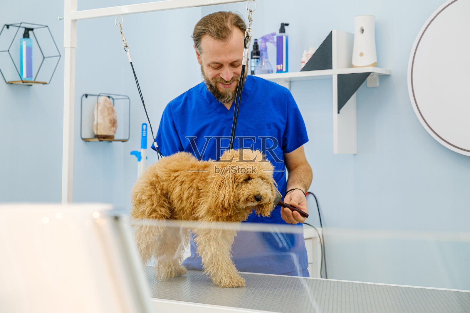 在一家宠物美容沙龙，一位中年男性美容师正在为一只可爱的贵宾犬梳理毛发。照片摄影图片