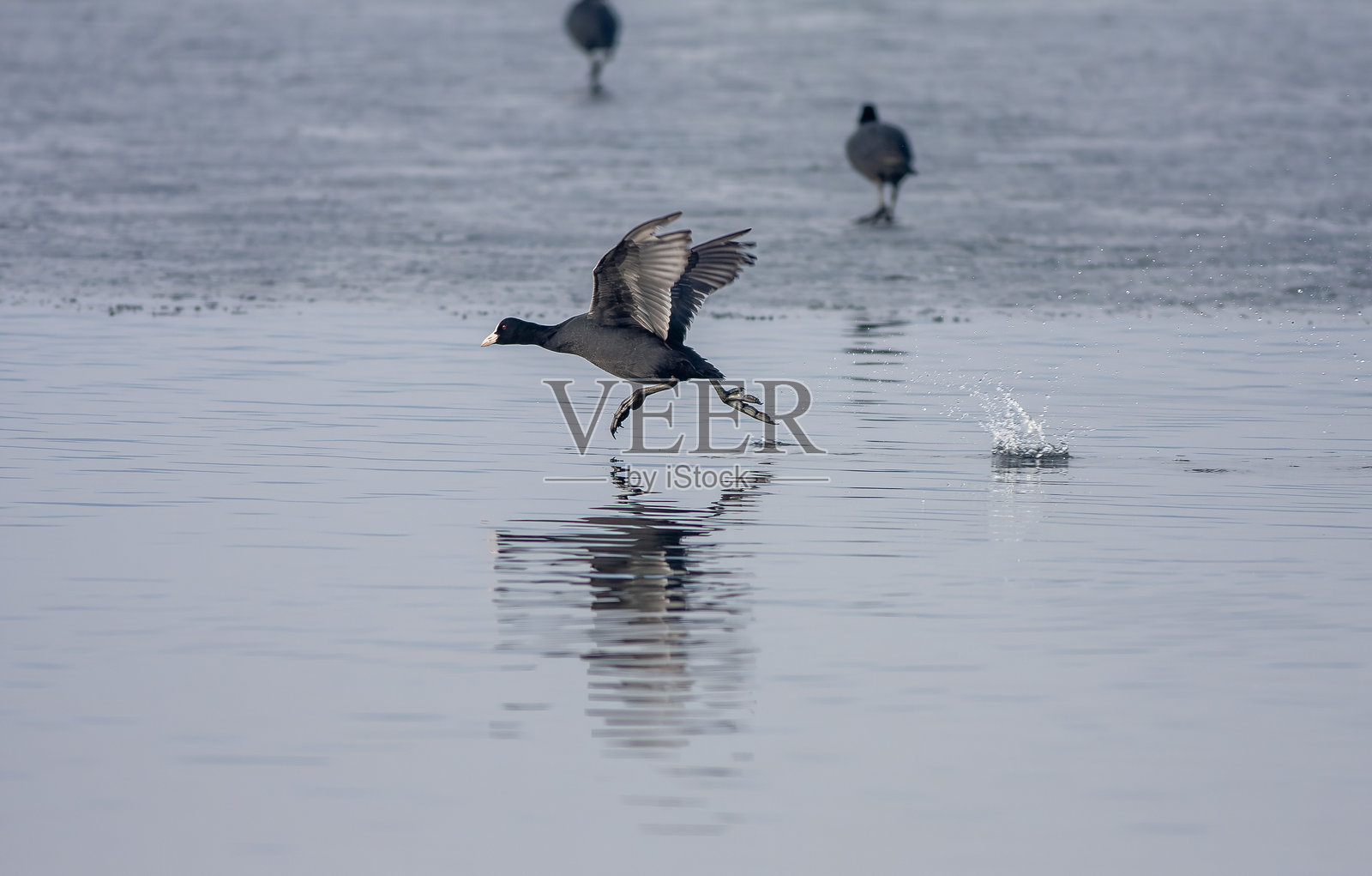 黑水鸡照片摄影图片