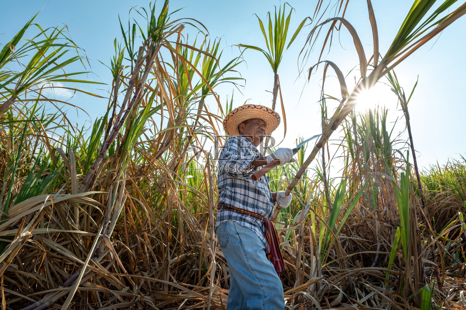 老农民在阳光下用刀切割甘蔗，正在甘蔗田里收获。甘蔗收获季节。照片摄影图片