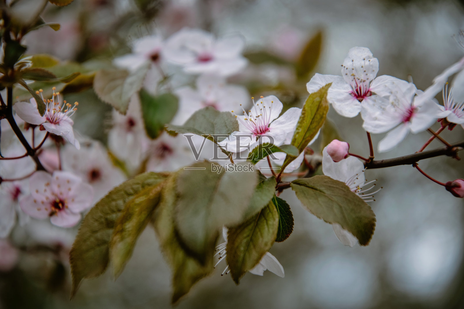 春季花园中的盛开樱花树照片摄影图片