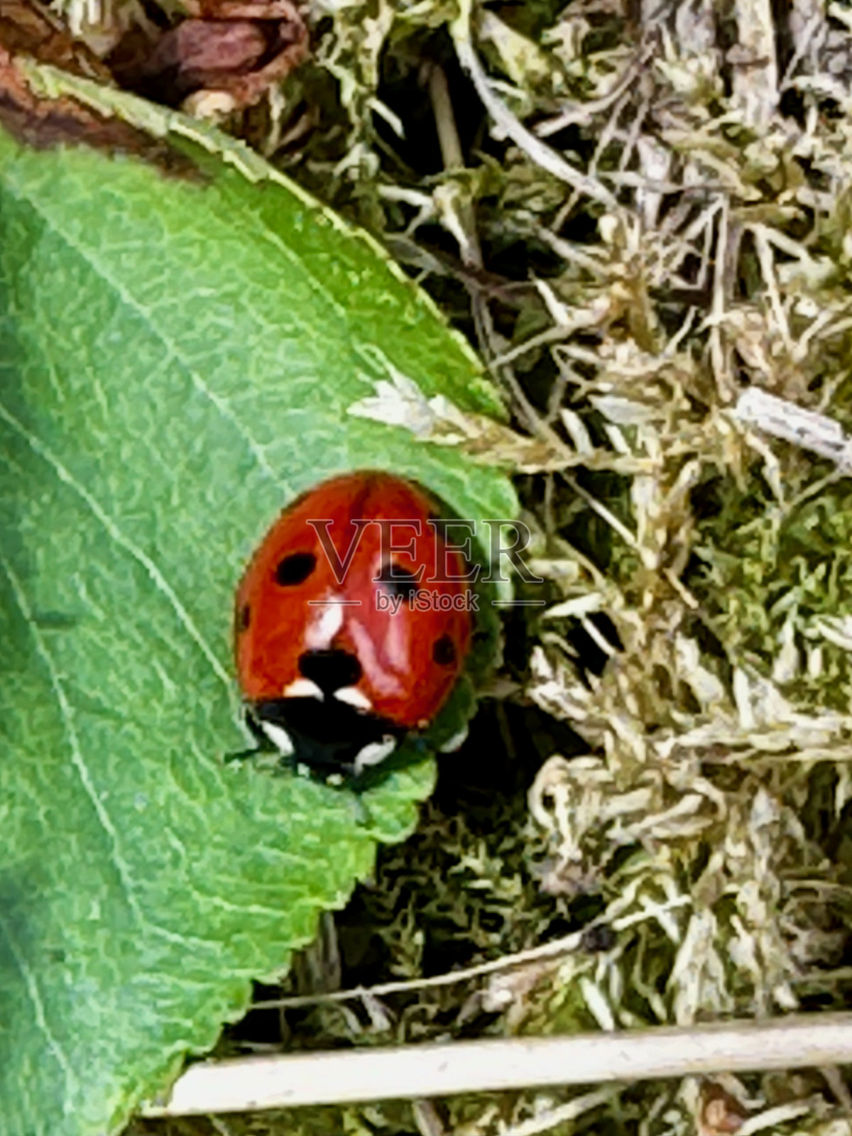 七星瓢虫（Coccinella septempunctata）在绿叶上的特写镜头照片摄影图片
