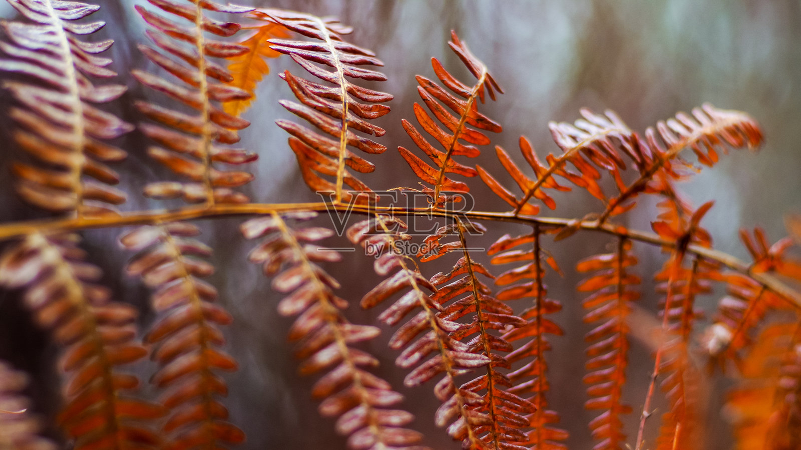 蕨类植物和松树照片摄影图片