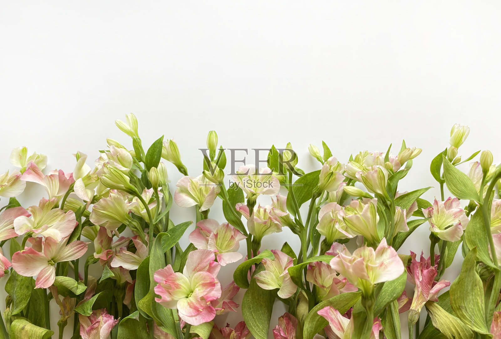 新鲜的百合花以柔和的粉色和绿色调排列在白色背景上照片摄影图片