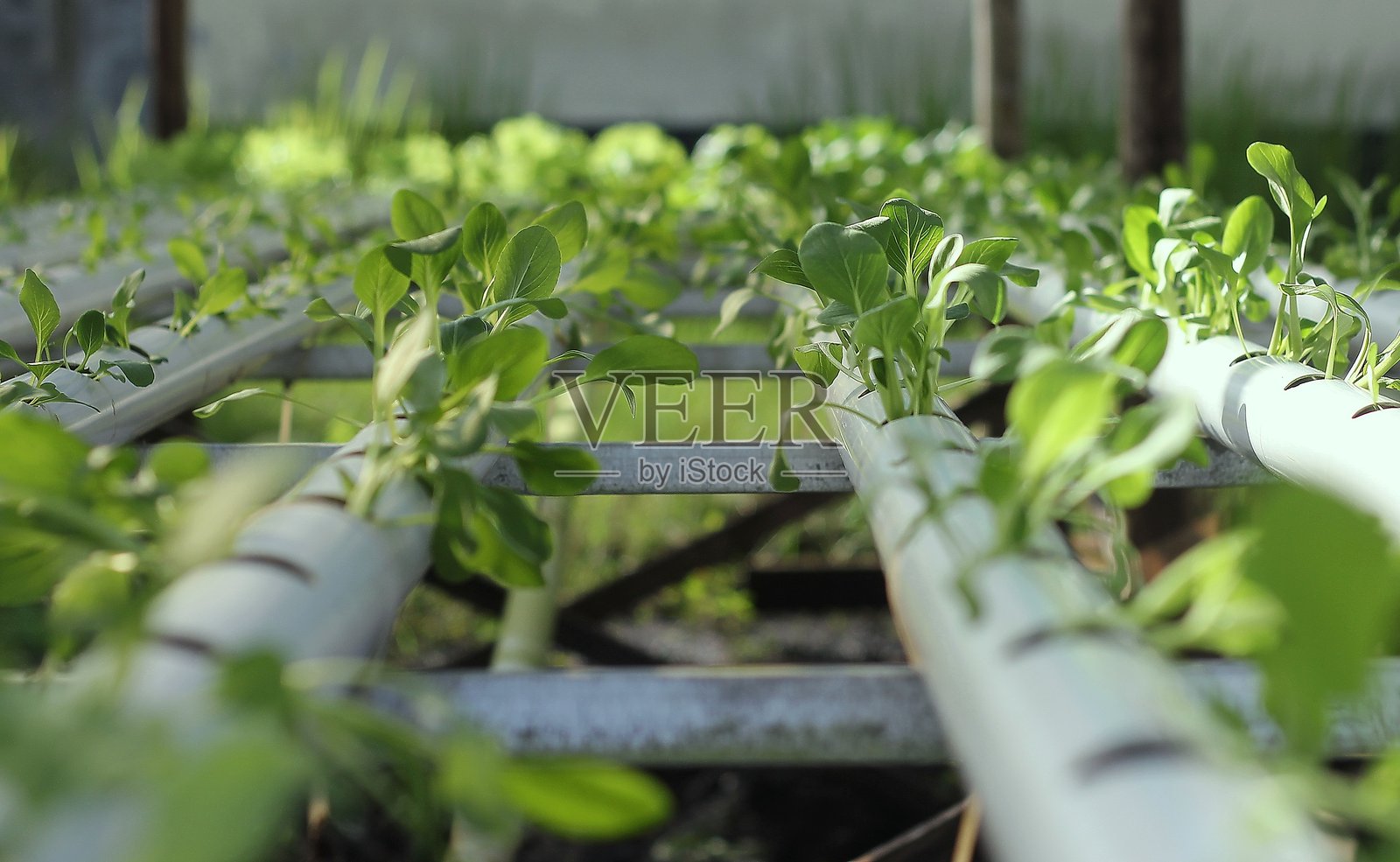 芥菜是通过水培方式种植的照片摄影图片