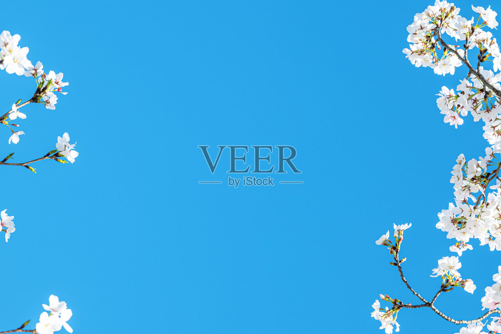 樱花与阳光明媚的蓝天，留白场景照片摄影图片