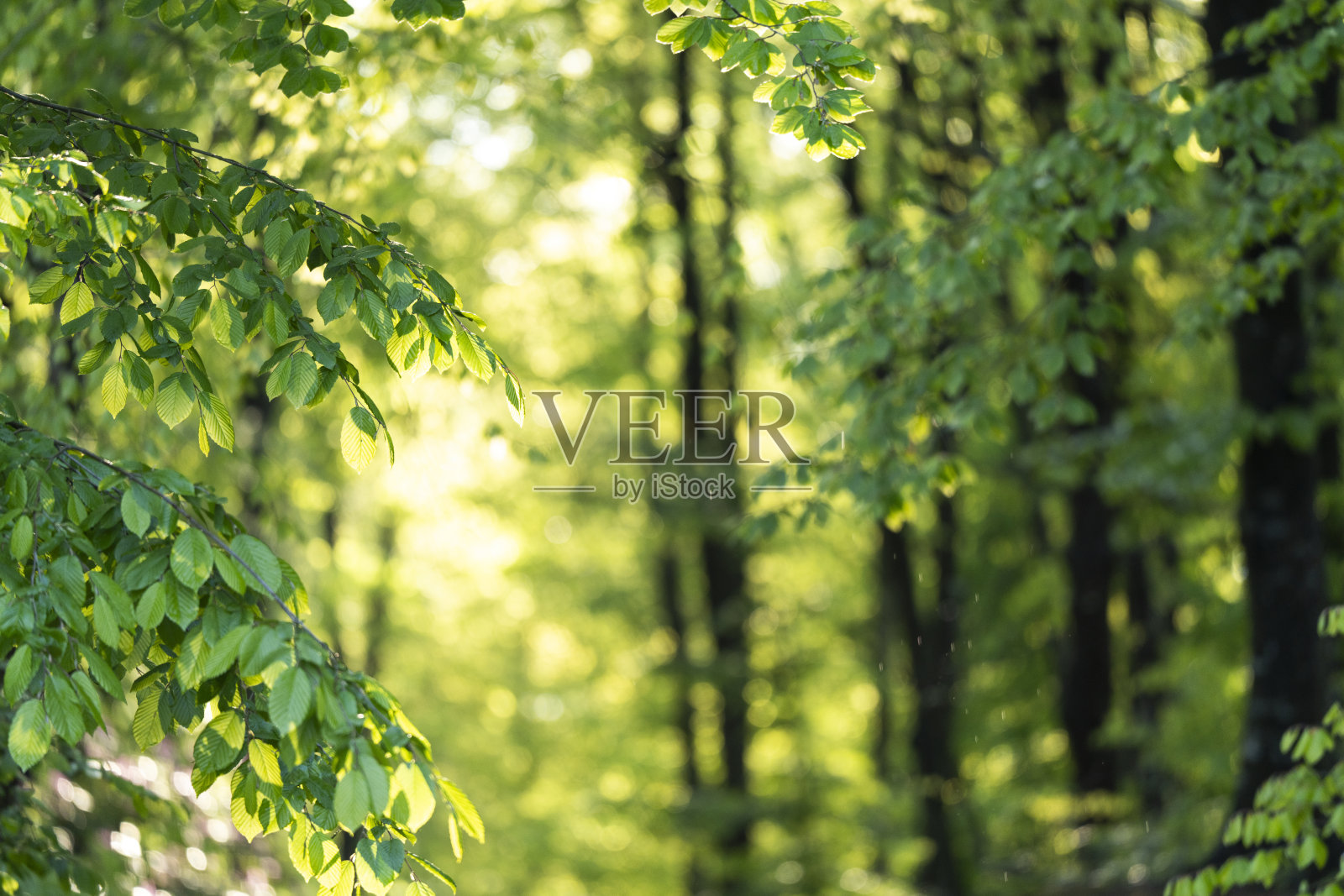 美丽的夏日清晨在森林中照片摄影图片