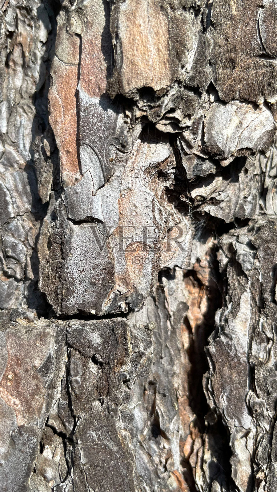 绿色松树的粗糙老树皮照片摄影图片