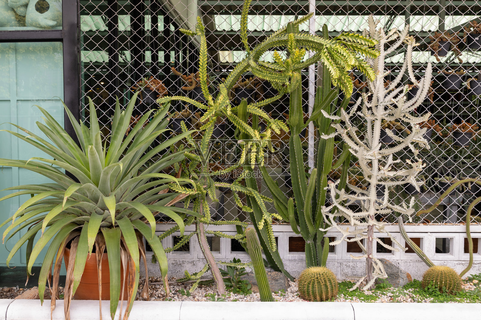 室内植物展览的仙人掌收藏，近距离展示自然的奇观照片摄影图片