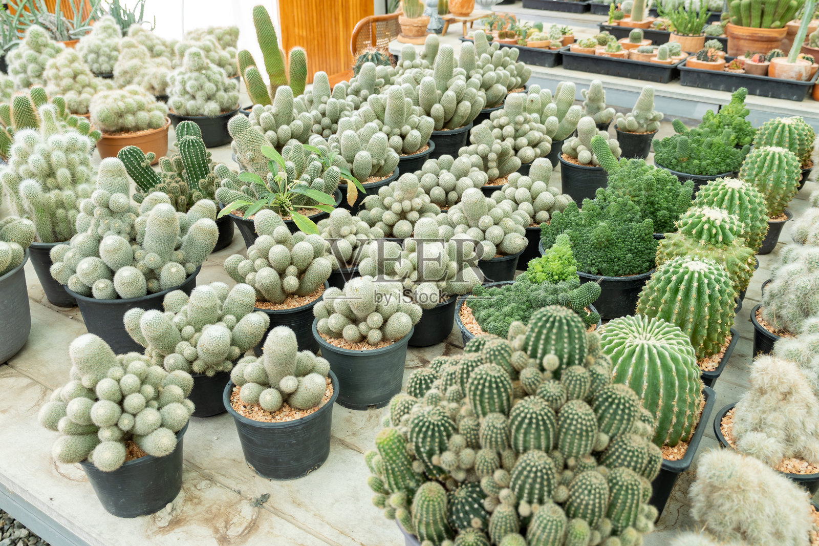 生机勃勃的仙人掌系列，室内自然之美的植物园展示照片摄影图片