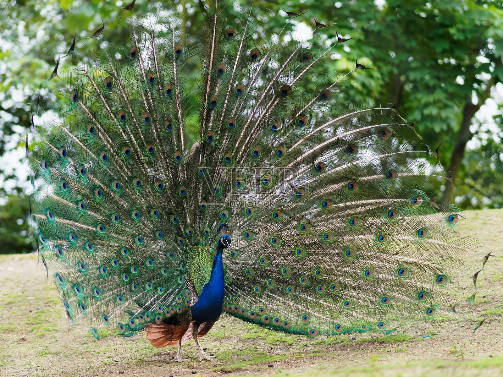 色彩斑斓的孔雀展示尾羽照片摄影图片