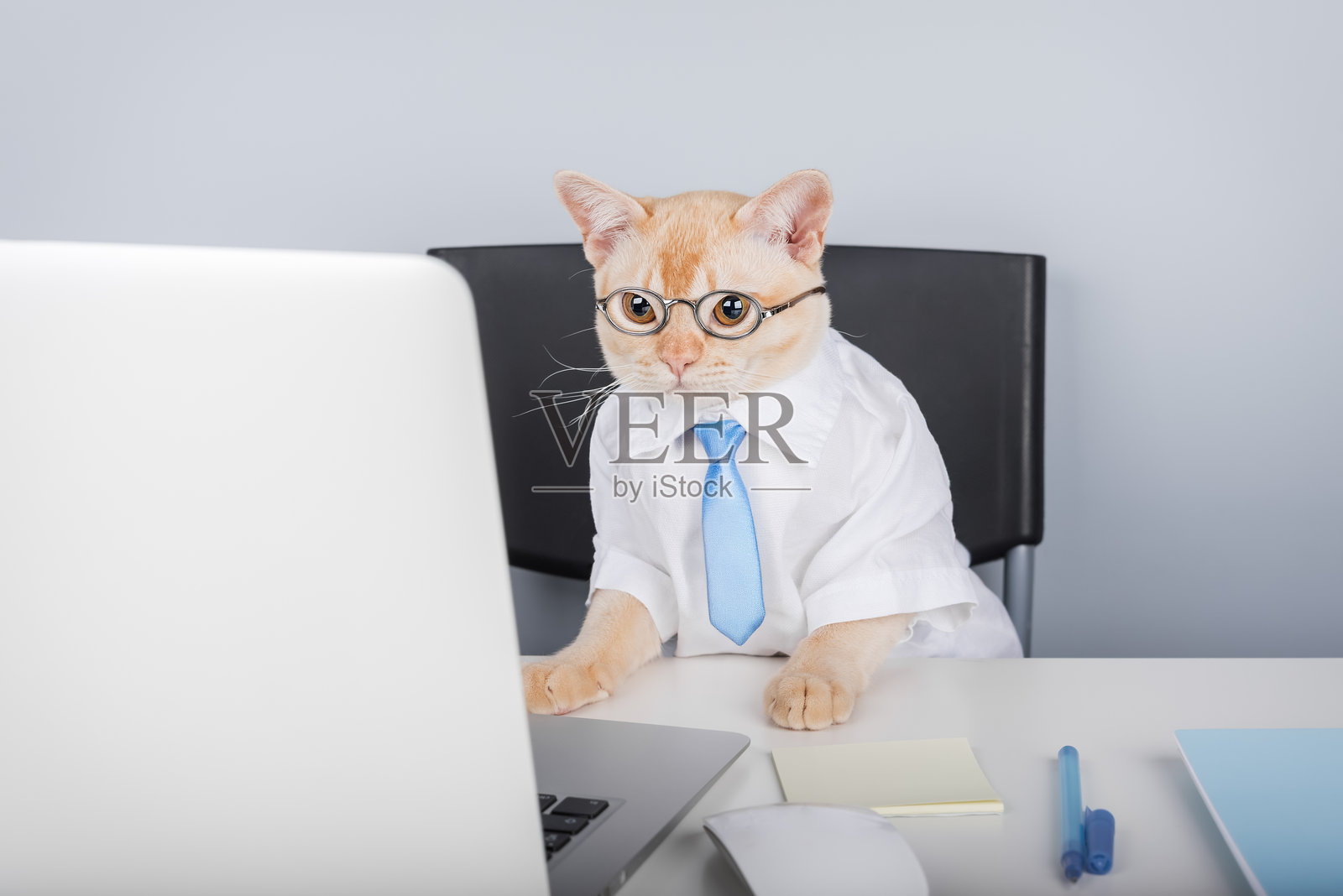 穿着衬衫和领带的商务猫在使用笔记本电脑工作照片摄影图片