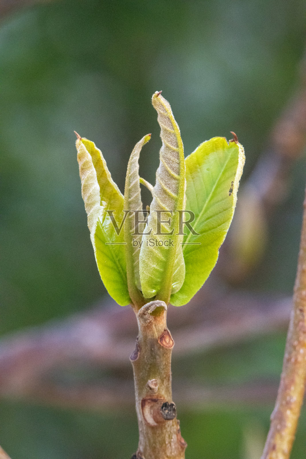 新拍摄的孤立在自然背景上的夹竹桃或香水树叶照片摄影图片