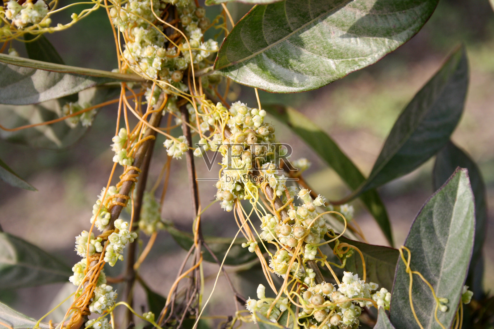 常见的缠绕草（Cuscuta chinensis Lam.）在开花时。照片摄影图片