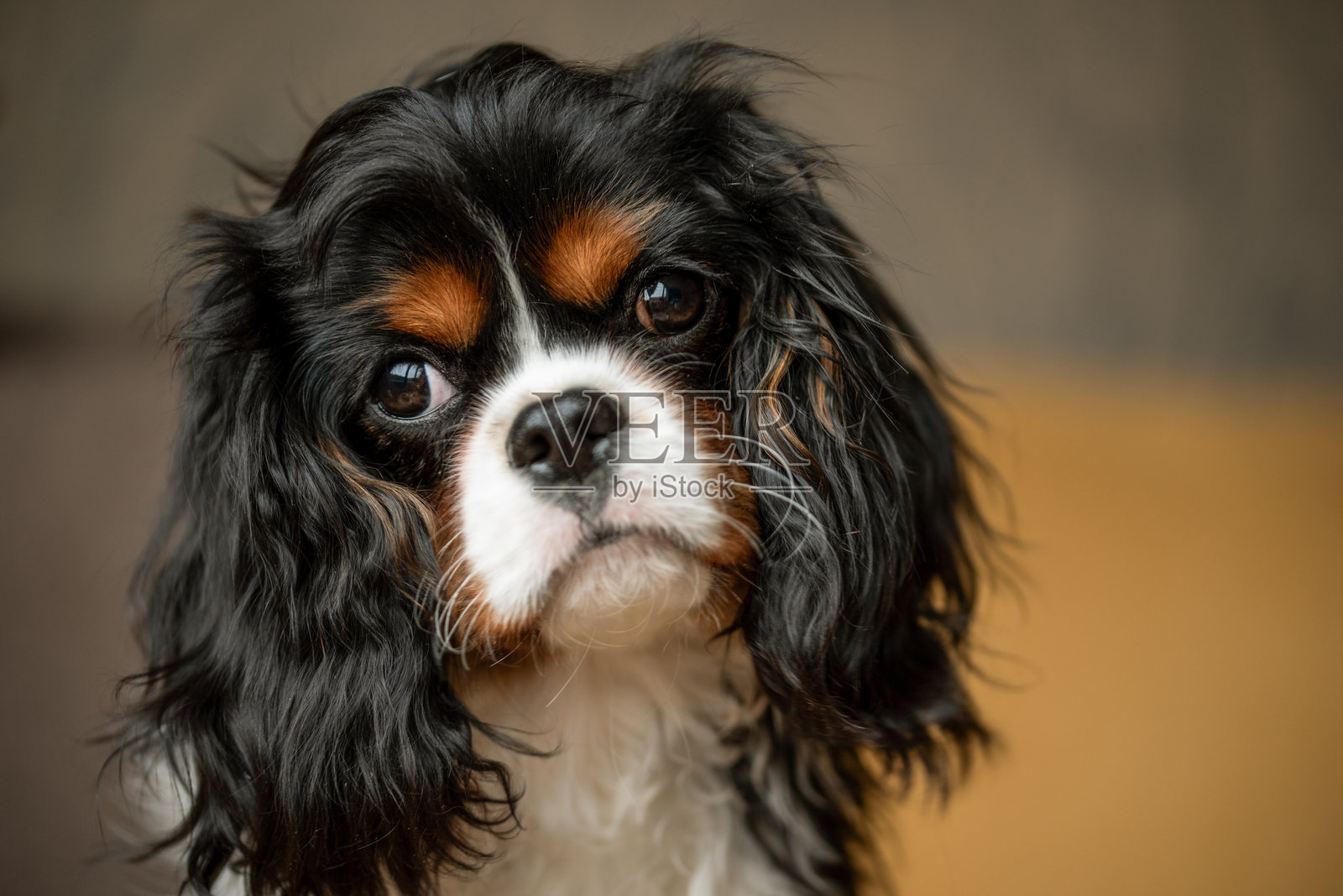 卡瓦利尔国王查尔斯猎犬的肖像照片摄影图片