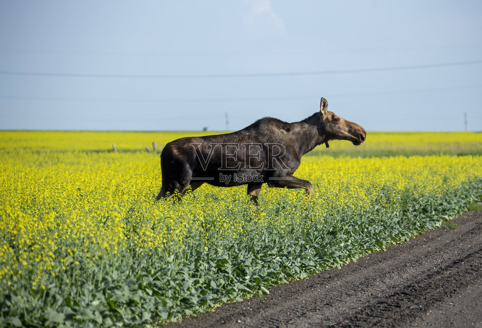 麋鹿在阳光明媚的日子里穿越油菜花田照片摄影图片