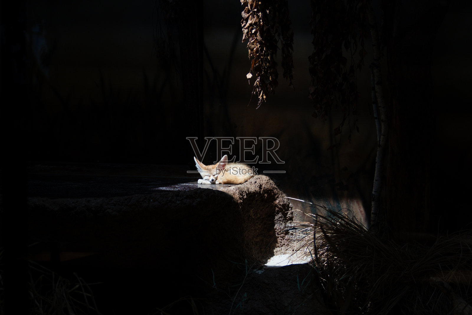 在黑暗背景下，睡觉的沙狐猴躺在一块照亮的岩石上照片摄影图片