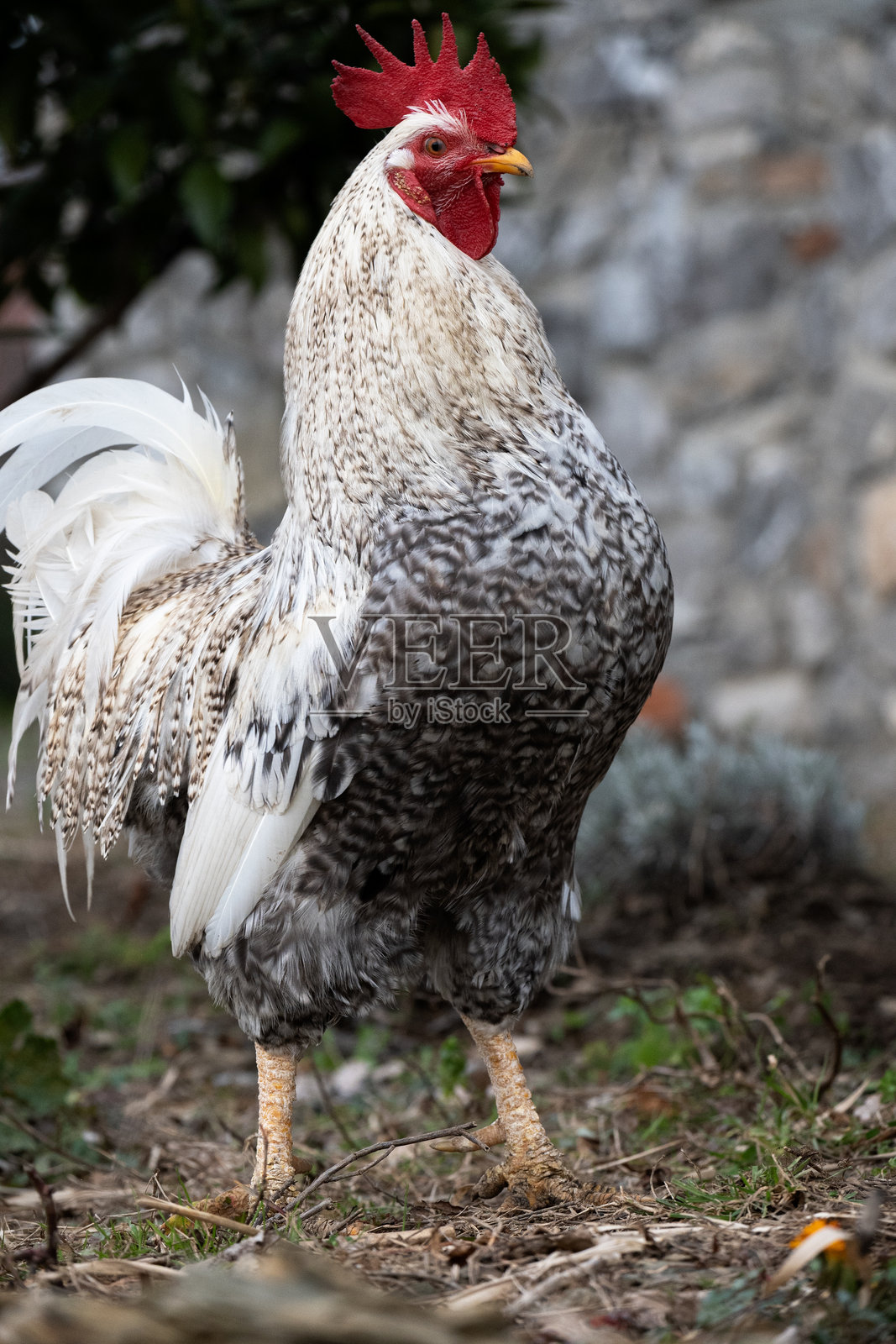 农场里的家禽公鸡，动物肖像照片摄影图片