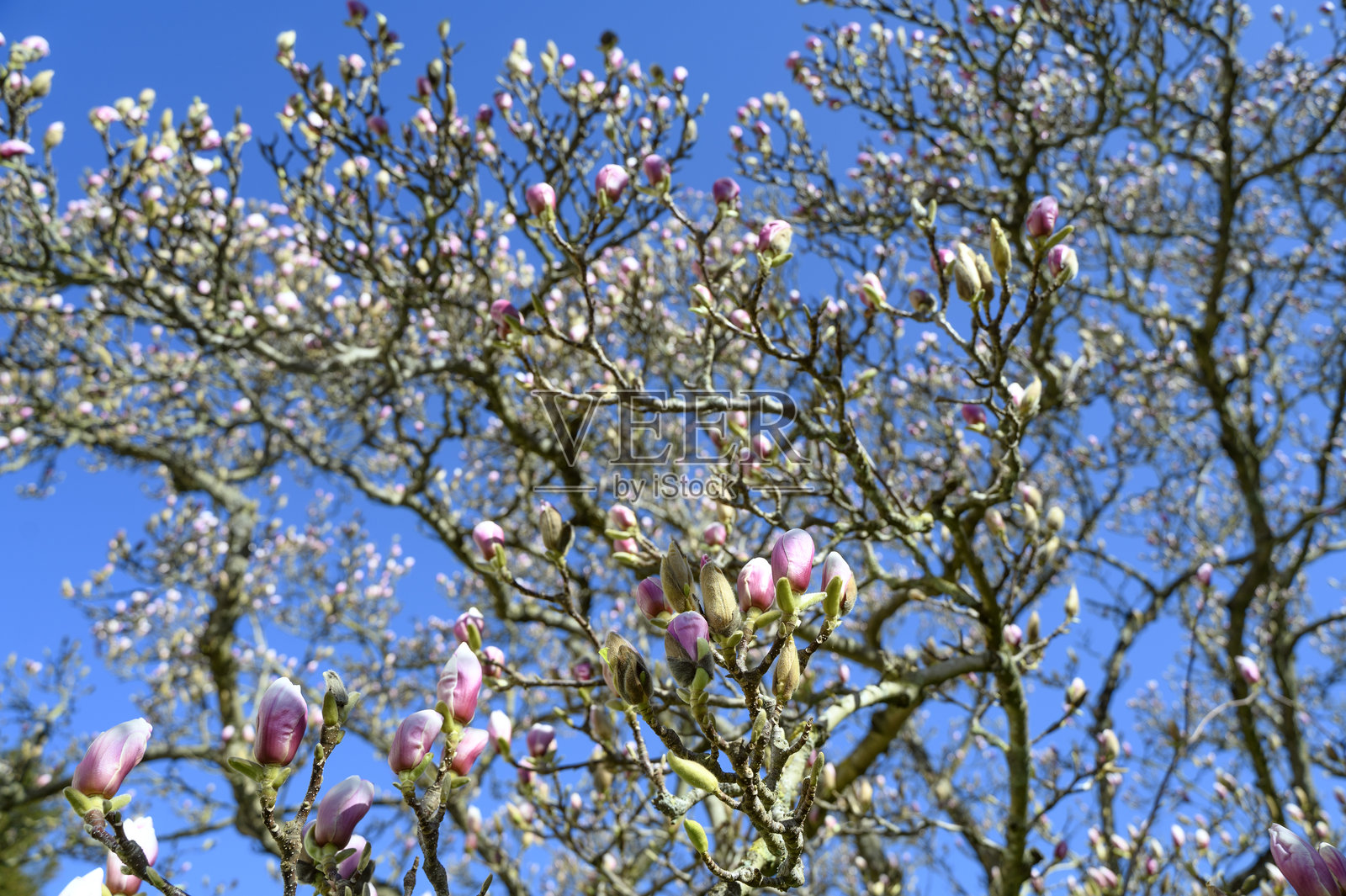 粉色玉兰树特写，盛开。照片摄影图片
