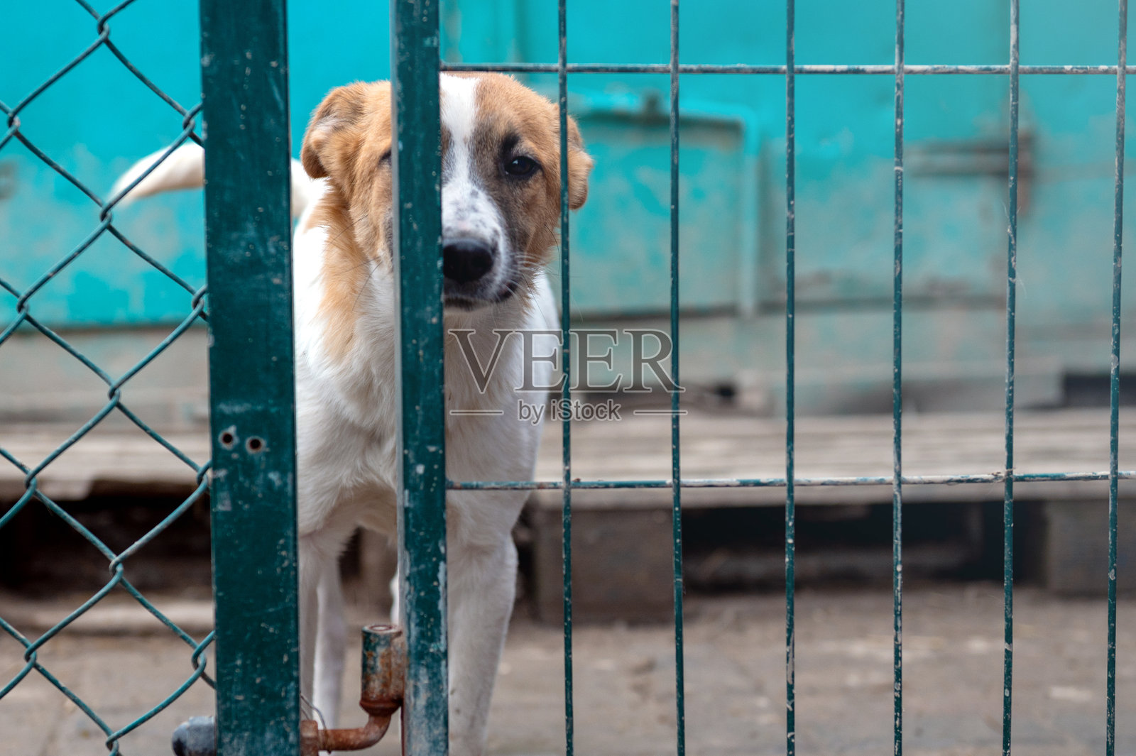 动物收容所里的狗。无家可归、悲伤的狗在笼子里。照片摄影图片