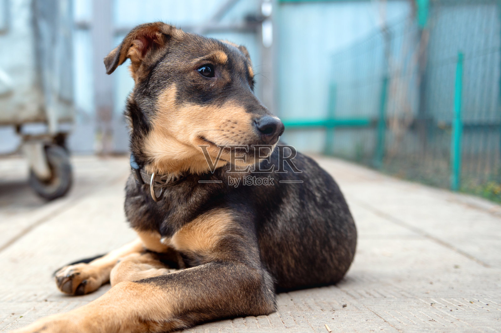 动物收容所里的狗。无家可归、悲伤的狗在笼子里。照片摄影图片
