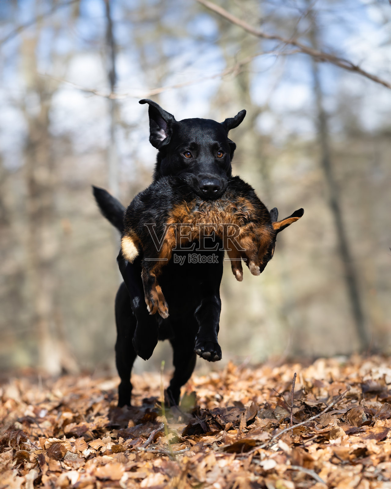 美丽的狗照片摄影图片
