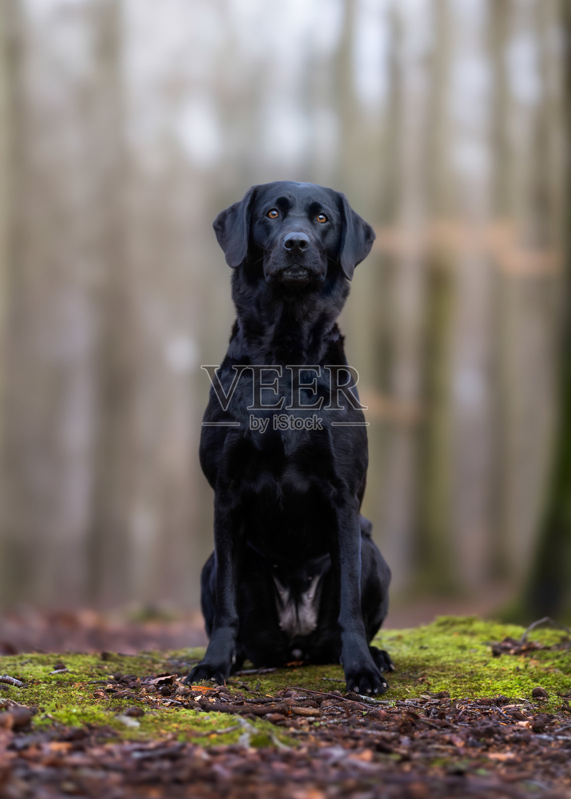 美丽的狗照片摄影图片