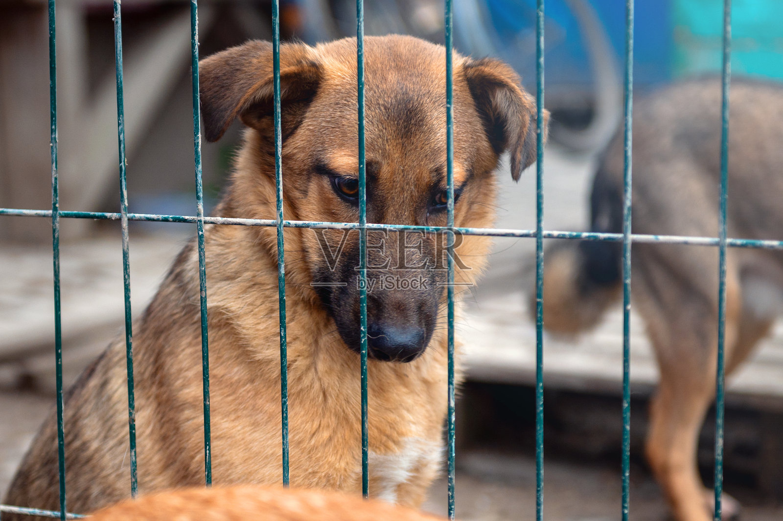 动物收容所里的狗。无家可归、悲伤的狗在笼子里。照片摄影图片