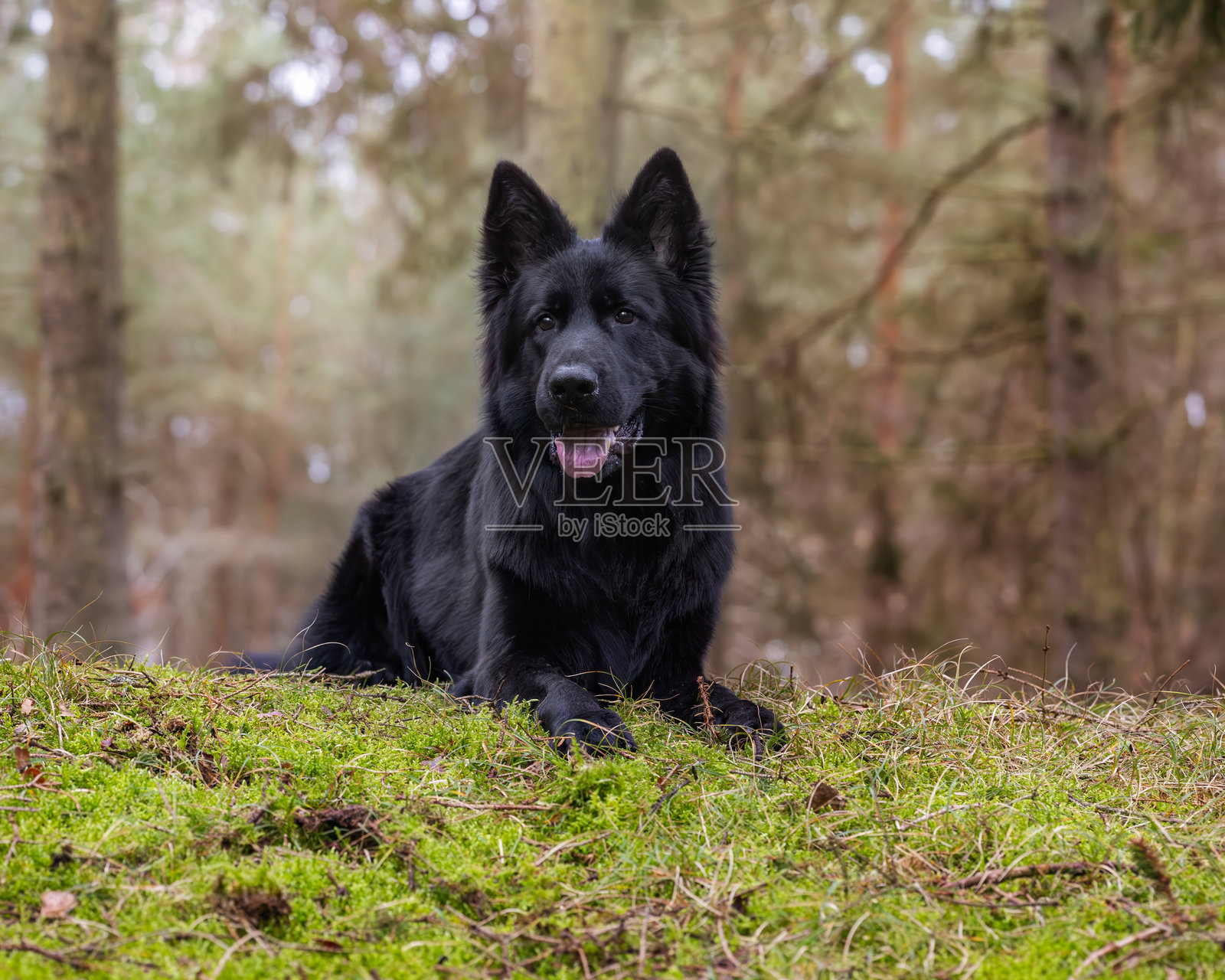 美丽的狗照片摄影图片