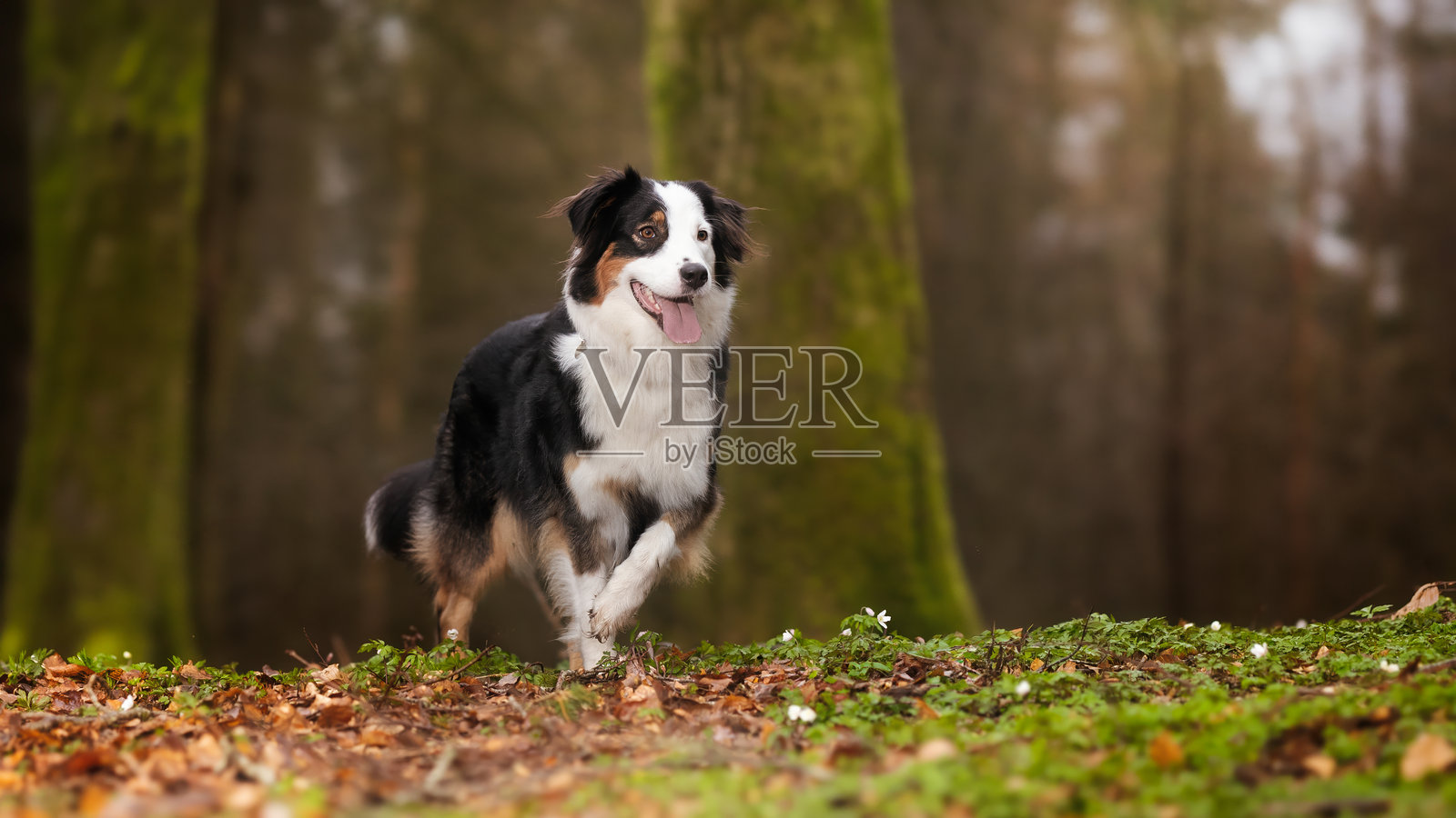 美丽的狗照片摄影图片