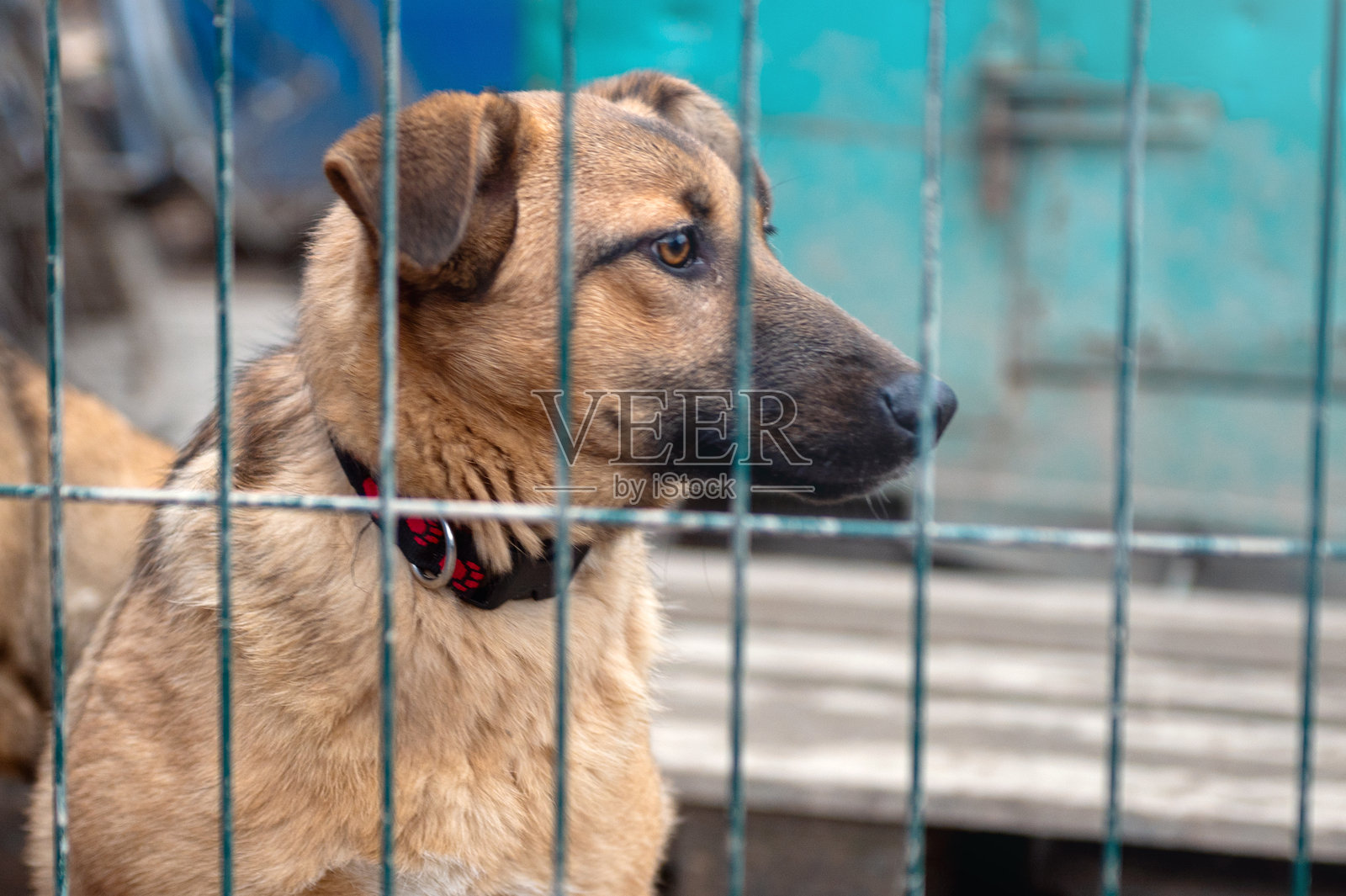动物收容所里的狗。无家可归、悲伤的狗在笼子里。照片摄影图片