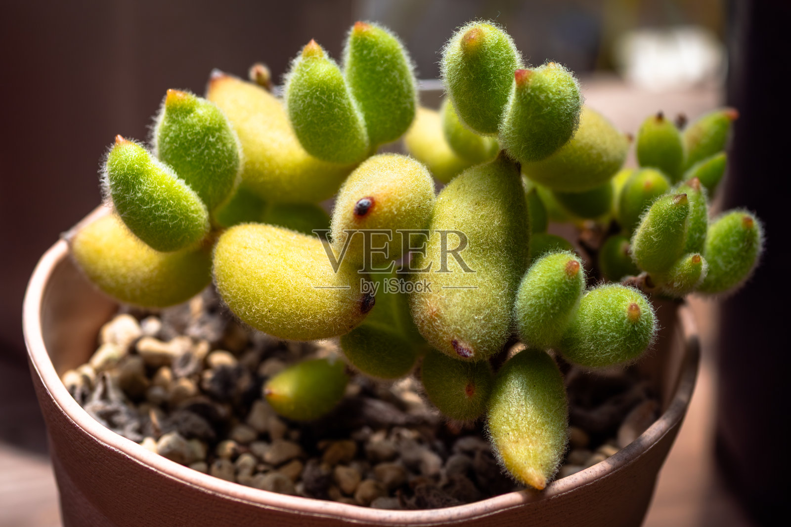 多肉植物，猫爪草照片摄影图片