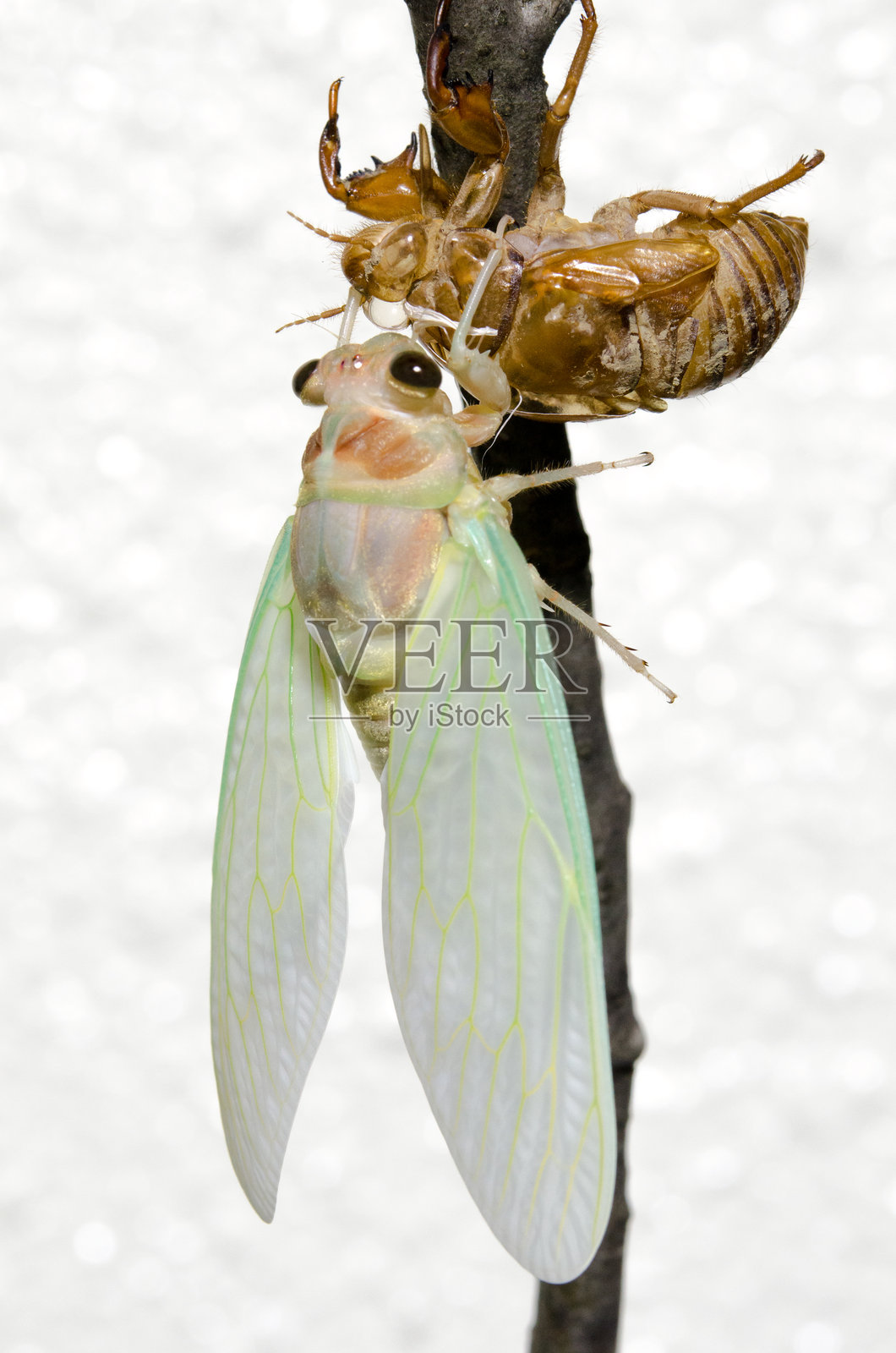 蝉的蜕变照片摄影图片