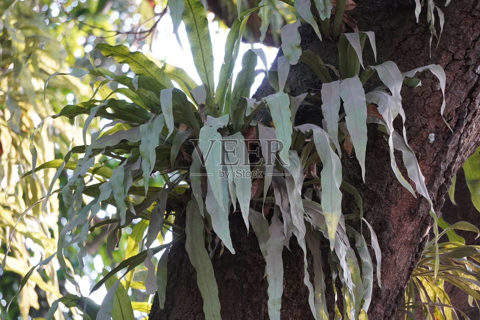 在芒果树干上的附生蕨类植物，可能是狭带蕨或狭叶带蕨的特写镜头照片摄影图片