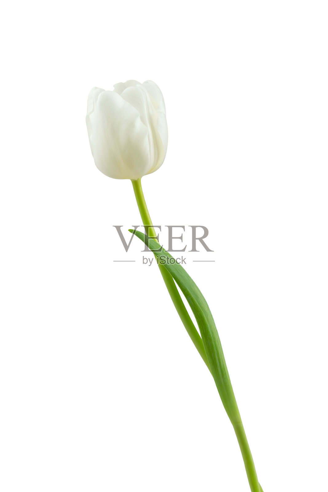 白色百合花般的郁金香，带茎，孤立展示照片摄影图片