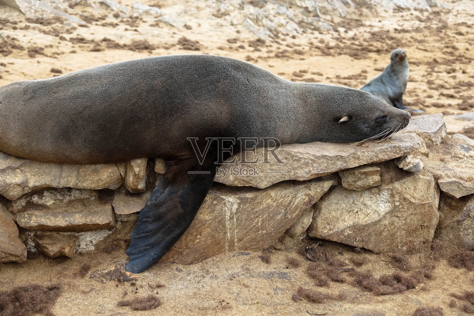 开普十字保护区的海豹群落是世界上最大的开普海豹繁殖地的庇护所。骷髅海岸，纳米比亚，非洲照片摄影图片