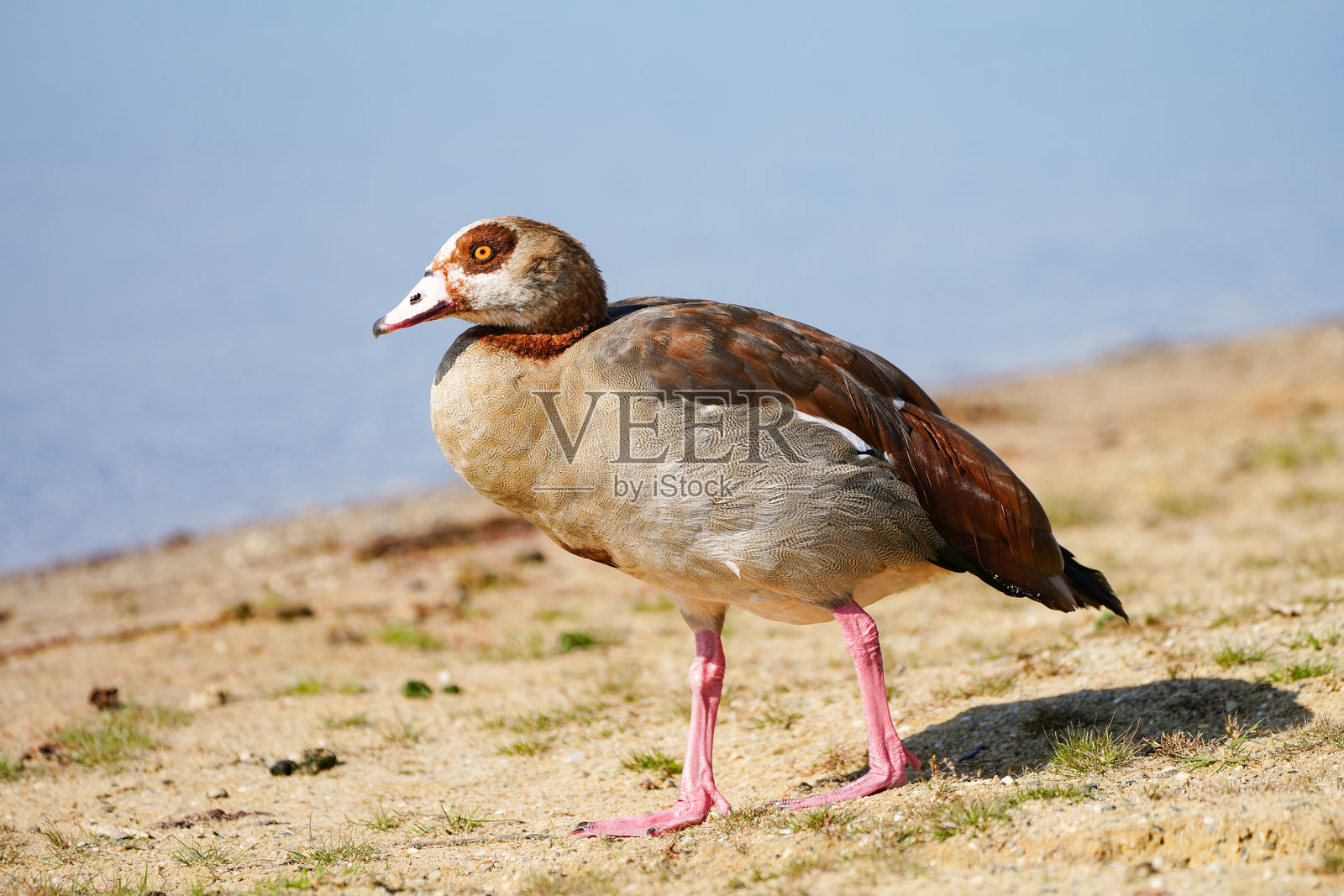埃及雁在湖边的肖像。鸟类在自然环境中。照片摄影图片