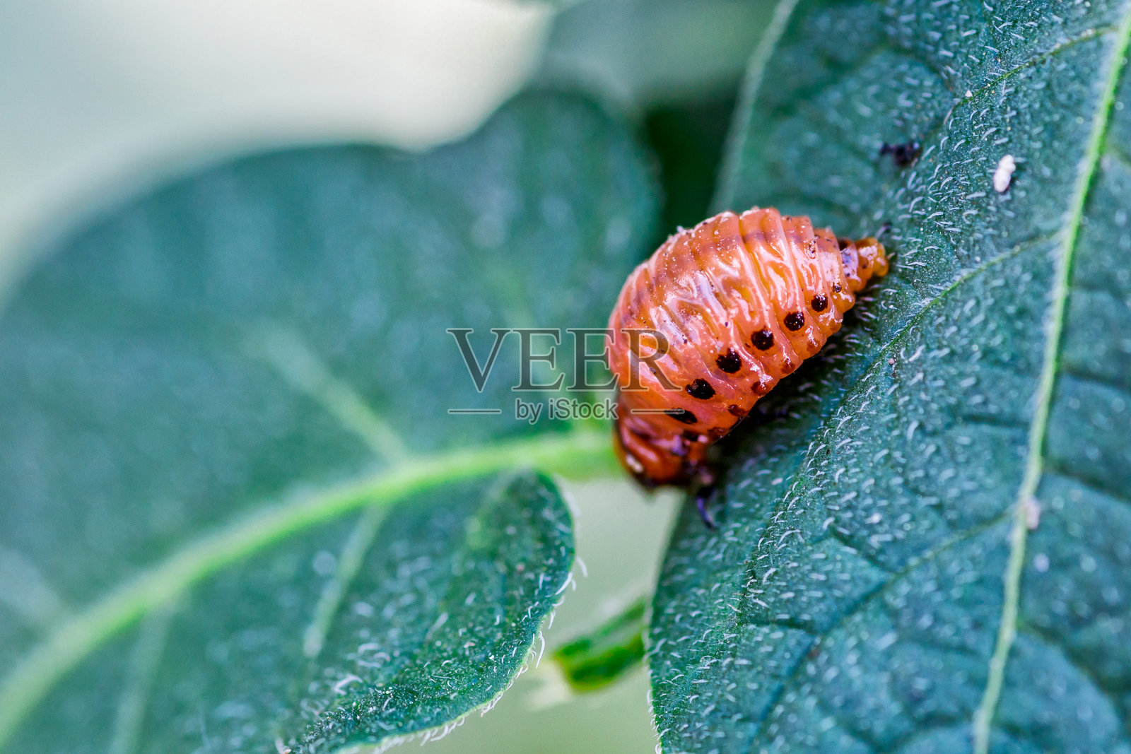 科罗拉多土豆甲虫（Leptinotarsa decemlineata）。特写科罗拉多土豆甲虫及其幼虫在土豆的绿色叶子上，是土豆作物的主要害虫。照片摄影图片